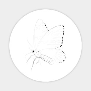 Line Drawing : Butterfly Portrait Magnet